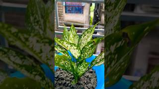 Indoor plants 🪴 minivlog gardening plantlover yshorts plant [upl. by Nanah]