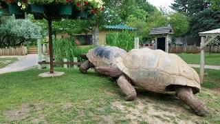 Giant Tortoises at Full Speed [upl. by Nirehtak996]