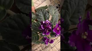 Фиалка РС Милорд октябрь 24 цветы flowers фиалкацветёт [upl. by Eltrym]