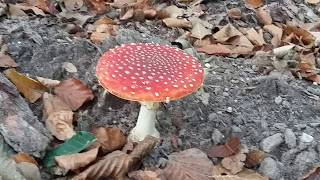 Paddestoelen in het bos tussen Putten en Garderen in Nederland [upl. by Hutson]