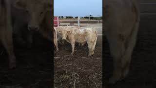 Becerros Charolais destete lote 1 Rancho Santa Teresa China NL [upl. by Atsirhc]