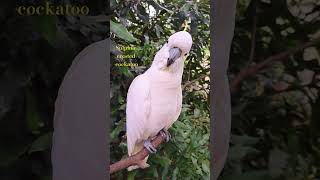 My fine feathered friend Sulphur crested cockatoo birds australianparrort wildlife [upl. by Atnahc]