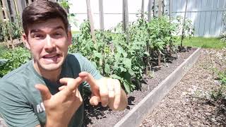 Plants You Can Intercrop With Tomatoes To Maximize Yield amp Protect Soil Health [upl. by Tankoos]