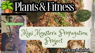 Mini Monstera Propagation Project 29 Day Update [upl. by Aynad893]