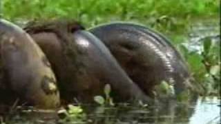 Sucuri VS Capivara anaconda VS capivara in Brazil [upl. by Tiffanle]