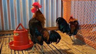 Jungle fowl rooster crowing sound effect [upl. by Yblok]