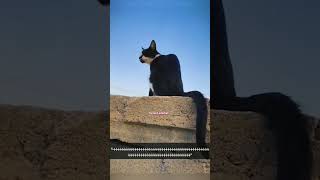 Funny Cat Dog Videos 😺 anime music animeedit [upl. by Enotna]