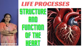 Life processes  transportation heart class10 biology cbse [upl. by Portuna]