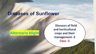 Diseases of Sunflower🌻 Alternaria Blight Plant Pathology Hindi Explanation [upl. by Ait]