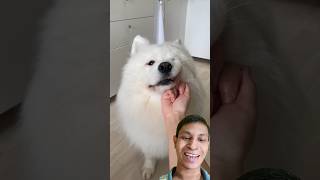 The white dog loves its owner very much🤣🤗 dog puppy funny cute [upl. by Slyke]