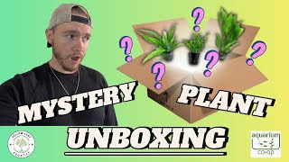 MYSTERY Aquarium Plant Box from Aquarium CoOp Unboxing [upl. by Lerrej]