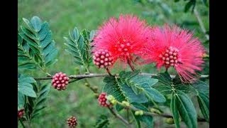 Powder puff plant को🌿 Stem cutting से 👉इस तरह लगाएpowder puff  Calliandara growing method [upl. by Ute]