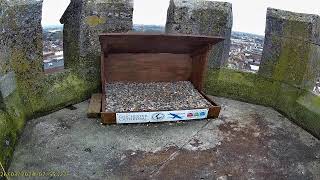 Chichester Cathedral 1 Peregrine Nest🌙250324 [upl. by Eelahc]