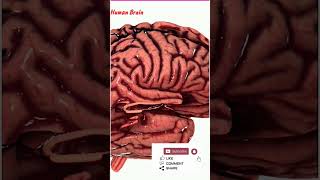 Human Brain  3D Animation  😱😱 [upl. by Orest]