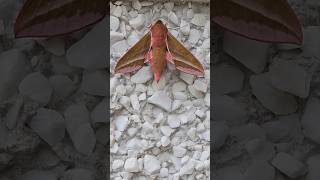 Amazing Elephant HawkMoth Spotted in Our Garden Stunning Colours 🩷🤎 [upl. by Gerc]