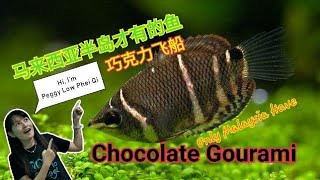 巧克力飞船在水草缸Chocolate Gourami Fish Sphaerichthys osphromenoides in planted Aquarium Tank [upl. by Aneehsit601]