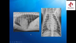 Ductus Arterioso Persistente  Dr Juan Carlos Ramos  SaludCan [upl. by Scheider972]