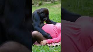 Gorillas help humans deliver babies animals baby gorillashorts [upl. by Nali109]