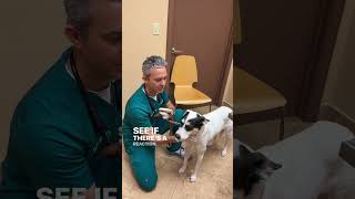 Kennel Cough Exam amp Test in Dogs [upl. by Wilie242]