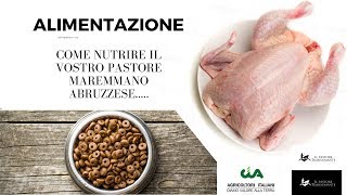 23 Come alimentare il Pastore Maremmano Abruzzese ita [upl. by Josephson828]