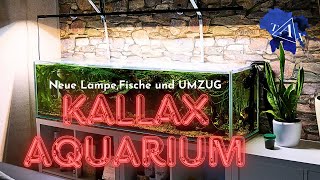 UMZUG IKEA KALLAX AQUARIUM [upl. by Isaacs728]