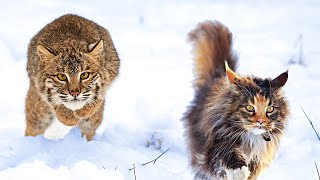 Bobcat vs Maine Coon  Who Would Win [upl. by Vivia]