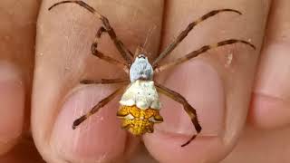 Aranhadeprata Argiope argentata [upl. by Quackenbush495]