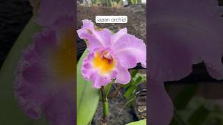 JAPAN ORCHID shortsyoutube coversong music chillcover musiccover trending trendingshorts [upl. by Willie]