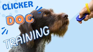 Clicker Dog Training  How to Use A Clicker to Train Your Dog The FASTEST WAY [upl. by Pickering464]