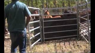 South East Queensland SEQ Brumby Association [upl. by Athallia]