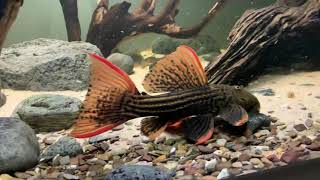 L25 Scarlet Cactus Pleco vs XXL Leopard Sailfin Pleco  who’s the boss [upl. by Nylodnew]