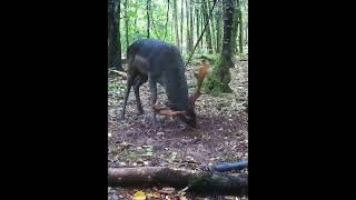 Unique rutting time among fallow deer rutting wildlife trailcamera [upl. by Tennes]