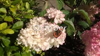 Garden Diaries 2Hydrangea paniculata Vanilla Fraise pruning [upl. by Lanaj]