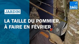 Pour avoir des belles pommes la taille du pommier est à faire en février [upl. by Aivul]