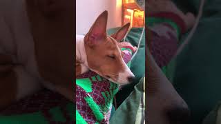 Inside the mind of a basenji the solitary moments of a puppy dogshorts loneliness [upl. by Razatlab]