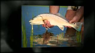 Pawleys Island Fishing [upl. by Buderus]