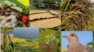 Process of paddy harvest cleaning and storing poumai Naga [upl. by Adnovaj]