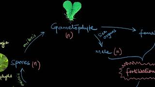 Pteridophytes  Plant Kingdom  Biology  Khan Academy [upl. by Aehtela]