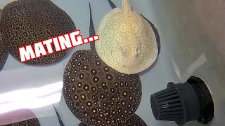 Stingray breeding  Caught in the Act  Success or Failure [upl. by Pius382]