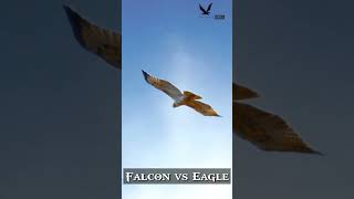 Peregrine falcon attack  Short video  Falconlover5 [upl. by Wyatan]