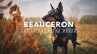 Beauceron The Intelligent Guard Dog You’ve Never Heard Of [upl. by Nanreh]