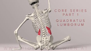 Core Series Part 1 Quadratus Lumborum 3D Animation [upl. by Adnarrim144]