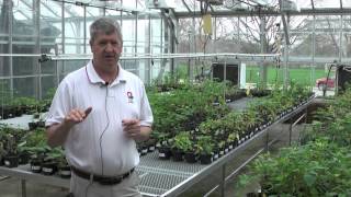 Amaranthaceae in Ohio 2015 part 1 Palmer Amaranth [upl. by Yenffad]