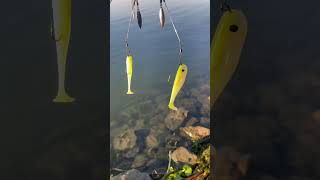 Big Joshy Swimbait short shorts fishing swimbait [upl. by Dviad645]