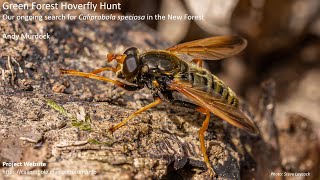 Green Forest Hoverfly Hunt Our ongoing search for Caliprobola speciosa in the New Forest [upl. by Buell129]