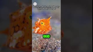 Boxfish  A Stunning Beauty with Deadly Danger shots viralvideo beach fish boxfish deep [upl. by Raphael]