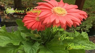 How to grow Gerbera daisiesindoor and outdoor [upl. by Nadabus]