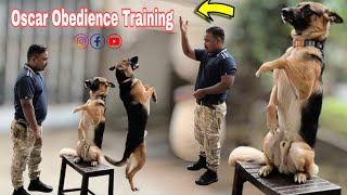 intelligent 😉 German shepherd Oscar obedience Training trainingprogram doglover germanshepherd [upl. by Ahon]