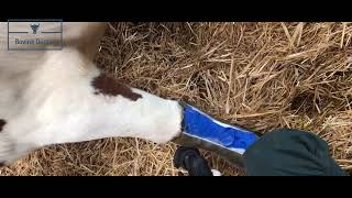 Matacarpal fracture in a cow cast removal BovineDoctor [upl. by Atekin]