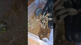 Handling Tarantula 😌 [upl. by Fisk]